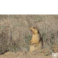 گونه سنجاب زمینی Spermophilus fulvus